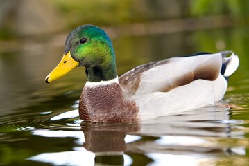 A beautiful mallard duck is swimming in the water. The duck has a green head and a yellow bill. The duck is in focus, and the background is blurred. Isolated on a blue background.