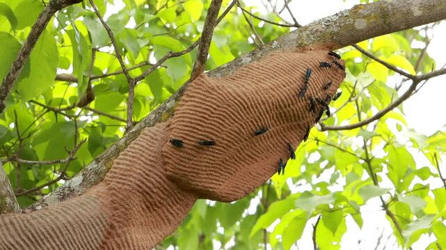 Great Black Wasps or Mud Dauber swarming around their nest or colony 