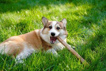 Red and white Welsh Corgi Pembroke lies on a green lawn, chews a stick and looks at the camera. Funny dog ​​face. Corgi puppy. Walking with a pet. Pedigree dog