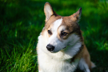 Red and white Pembroke Welsh Corgi sits on a green grass field in the park and looks away. Corgi puppy. Walking with a pet. Pedigree dog