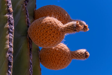 Cactus Bloom in Baja California Mexico