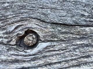A knot in wood