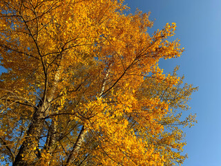 Autumn tree yellow golden foliage on blue sky.
