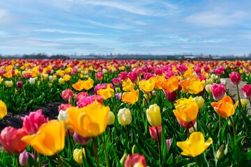 Field of vibrant colored tulips stretching to the horizon. A variety of colors including pink, yellow, and purple. Great for spring and summer themes, travel, and nature backgrounds.