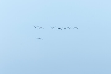 Birds in Flight Baja California Mexico