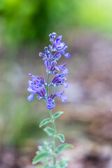 A honey bee feeding on flowers of the catmint Nepeta faassenii Walkers Low