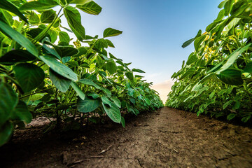 Low angle view of lush soybean plants in soil rows with a sunset sky