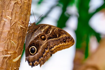 Close-up of a Morpho peleides butterfly resting on tree bark, showcasing its intricate brown patterns and vibrant blue wing markings, set against a blurred tropical background.