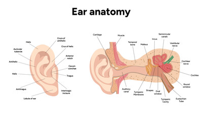 Inner Ear structure and function anatomy. Human ear vestibular system