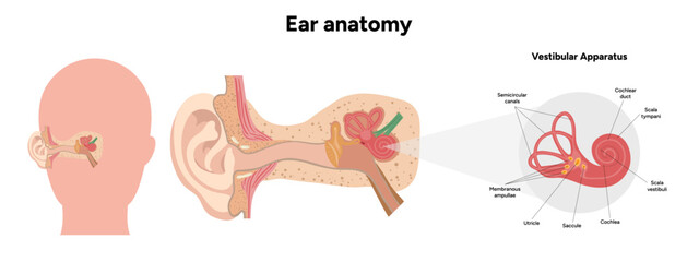 Inner Ear structure and function anatomy. Human ear vestibular system