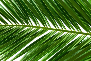 A vibrant single green frond of a coconut palm tree, gracefully arching with elongated leaflets. Isolated on a clean white background, it showcases tropical beauty and natural elegance.