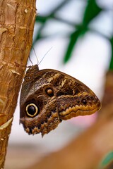 A brown butterfly with yellow spots on its wings is perched on a tree branch. It faces the camera, showcasing its open wings against a softly blurred nature background.