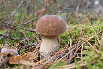 mushroom in the forest