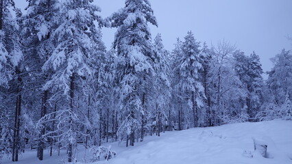 snow covered trees