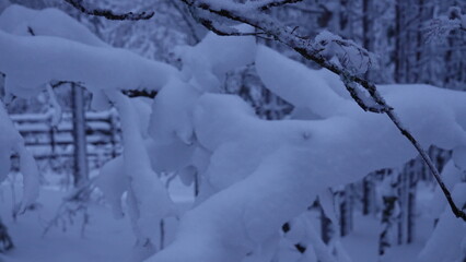 snow covered trees