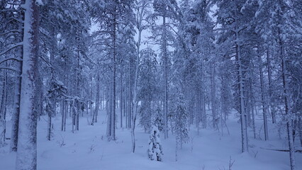 Fototapeta premium snow covered trees
