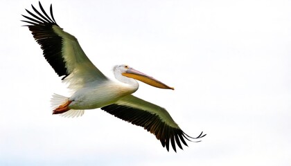 american white pelican - Pelecanus erythrorhynchos is a large aquatic soaring bird from the order Pelecaniformes. It breeds in interior North America, moving south and to the coasts isolated on white