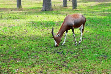 This is a high-quality image of a beautiful antelope with striking horns, showcasing its elegant presence against a vibrant green lawn, ideal for wildlife and nature projects.