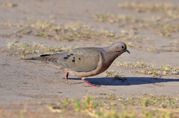 wood pigeon (zenaida auriculata), feeding in the morning
