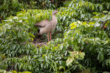 The red-legged seriema is a predatory terrestrial bird in the family Cariamidae. The species was formerly classified within the order Gruiformes, but molecular data suggest that seriemas are part of a