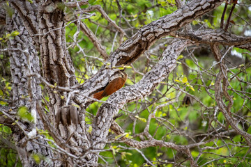The cerrado woodcreeper is a species of bird in the subfamily Dendrocolaptinae native to South America. It can be found in Argentina, Bolivia, Brazil, Paraguay, Suriname and Uruguay. Its natural habit
