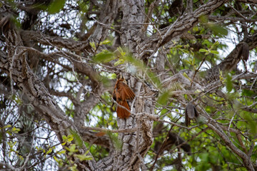 The cerrado woodcreeper is a species of bird in the subfamily Dendrocolaptinae native to South America. It can be found in Argentina, Bolivia, Brazil, Paraguay, Suriname and Uruguay. Its natural habit