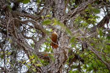 The cerrado woodcreeper is a species of bird in the subfamily Dendrocolaptinae native to South America. It can be found in Argentina, Bolivia, Brazil, Paraguay, Suriname and Uruguay. Its natural habit