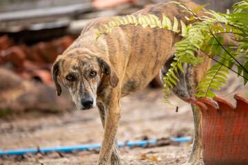 adorable earth colored dog