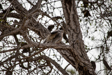 The picui dove, popularly known as the pajeú dove, São José dove and white dove, is a species of bird in the Columbidae family.