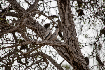 The picui dove, popularly known as the pajeú dove, São José dove and white dove, is a species of bird in the Columbidae family.