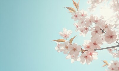 Obraz premium Blooming cherry blossoms against a clear blue sky