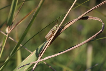 Grasshopper