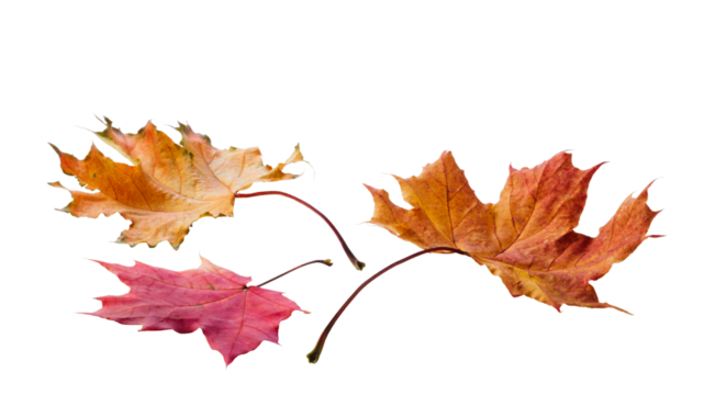 Autumn season is shown on transparent background. Maple leaves are red and brown. Leaves are scattered on the ground.