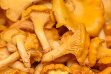 Harvesting golden chanterelle mushrooms in a vibrant forest during early autumn\'s bounty