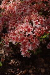 Azalea