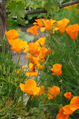 orange poppy