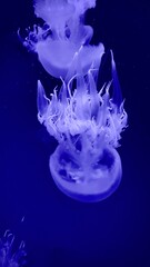 jellyfish in the blue water