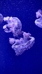 jellyfish in the blue water