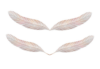 Watercolor pastel colored feathers Bird quill Hand drawn soft wings for decoration baby design postcard logo sticker print Avian beige plumage Delicate Lightness Minimalistic clipart