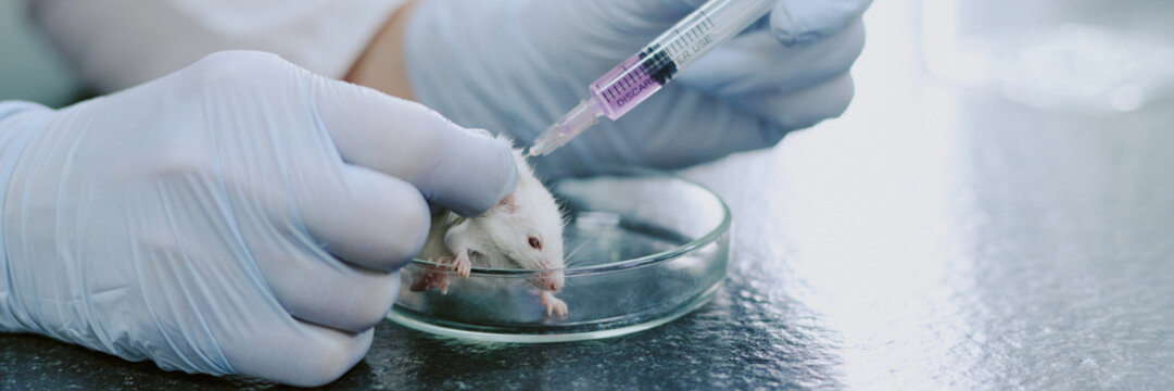 Gloved hands of laboratory technician injecting mouse held in petri dish with clear liquid from syringe. Mouse resting calmly in controlled lab environment maintained for research