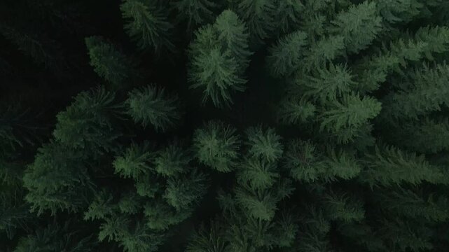 Green pine tree coniferous forest aerial top down view. Dramatic nature background. Travel destination. Beautiful wild landscape. Summer vacation, outdoor tourism. Cinematic drone 4k shot