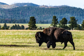 Bison Bull Walking in Custer State Park in the Black Hills