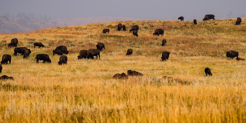 Bison Grazing in Custer State Park in the Black Hills