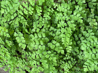 Maidenhair fern leaves as lush natural background © Marina