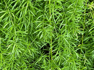 Asparagus fern leaves as lush natural background