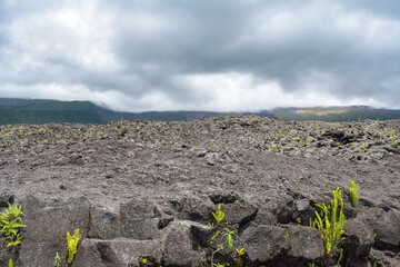 La Reunion island, landscape at Sainte-Rose with solidified lava flow, route des laves
