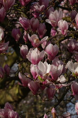 magnolia tree blossom