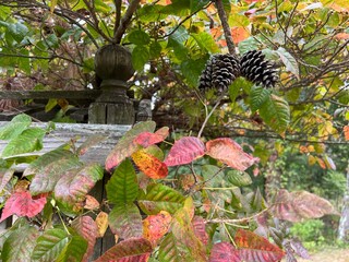 Fall foliage