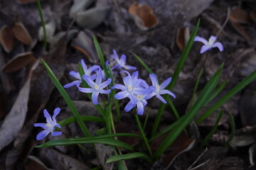 spring crocus flowers