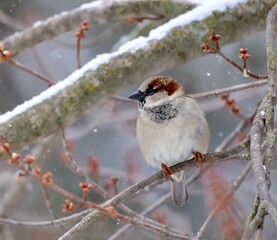 robin in snow